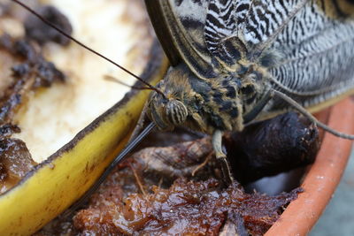 Close-up of butterfly and banana peel