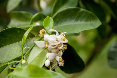 Close-up of insect on flower