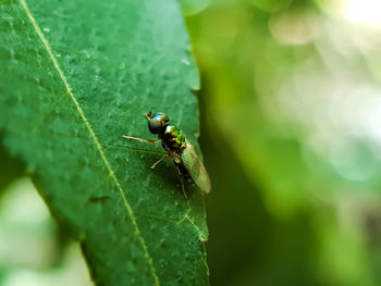 Close-up of insect on leaf