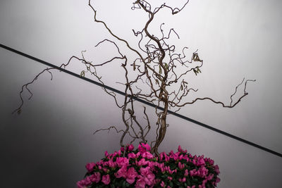 Close-up of flowers against clear sky