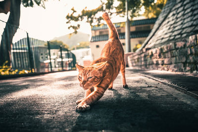 Cat sitting in a city