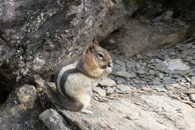 High angle view of squirrel on rock