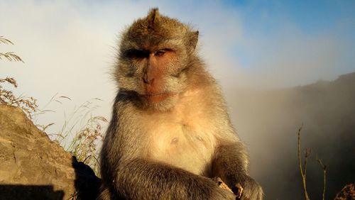 Low angle view of monkey sitting on rock