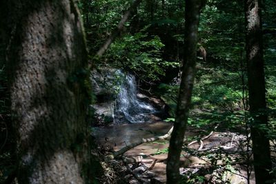 Scenic view of waterfall in forest