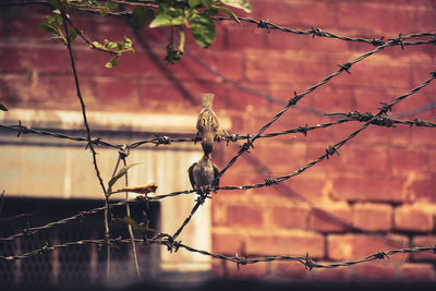 Close-up of barbed wire on fence