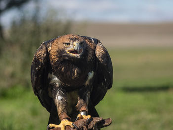 Close-up of eagle perching on a field
