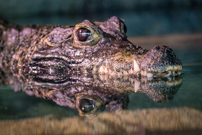 Close-up of a crocodile 