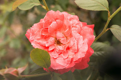 Close-up of pink rose