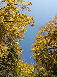 Low angle view of yellow flowering tree against sky
