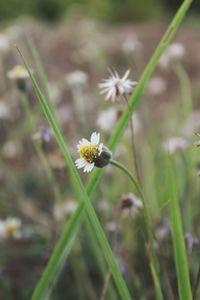 Close-up of flowers blooming on field