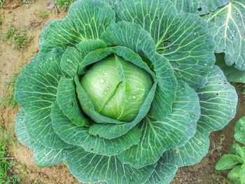 Directly above shot of cabbage growing at farm