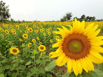 Sunflowers in field