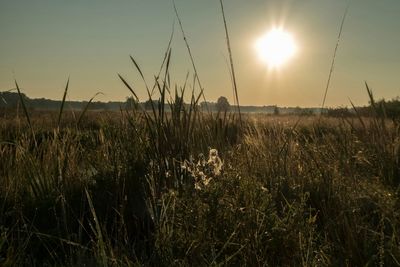 Scenic view of field against sky at sunset