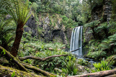 Scenic view of waterfall in forest