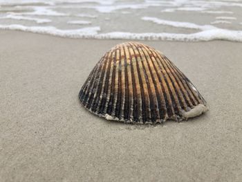 Close-up of shell on the beach