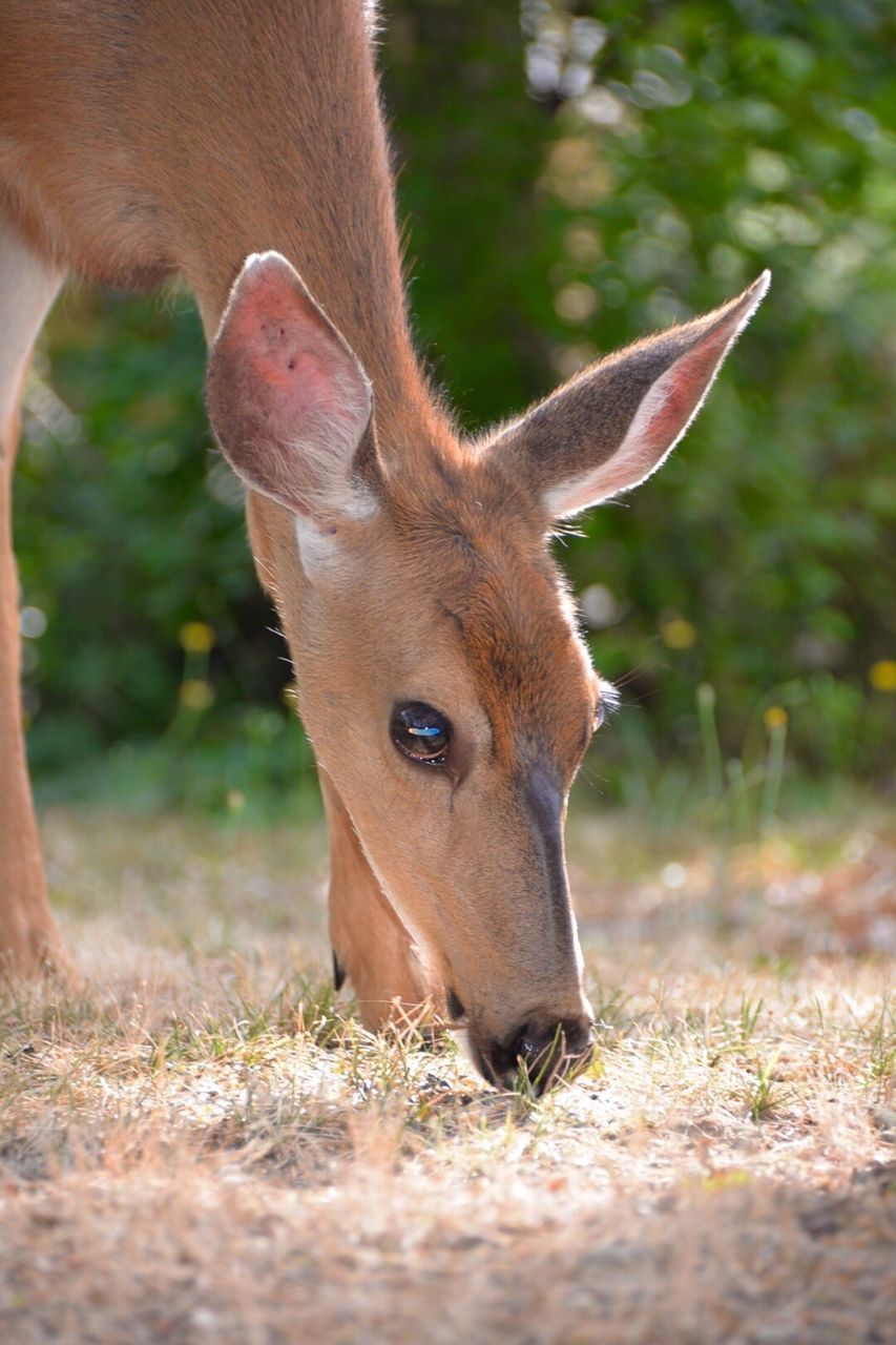 animal, animal body part, animal wildlife, animal head, animals in the wild, animal themes, mammal, one animal, day, close-up, no people, outdoors, grass, ear, portrait, eating, nature