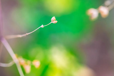 Close-up of water drop on plant
