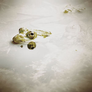 High angle view of frog in lake