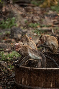 Monkeys in a water