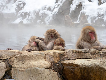 Japanese snow monkey in hot spring