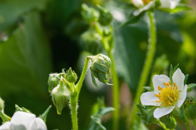 Close-up of flowering plant