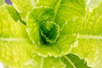 Close-up of fresh green plant
