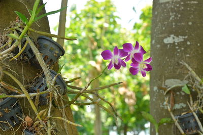 Close-up of pink flowering plant