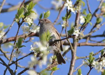 Low angle view of bird perching on tree