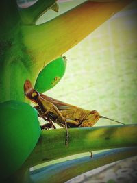 Close-up of insect on leaf