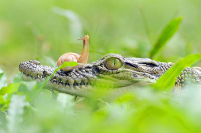 Close-up of lizard