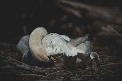 Close-up of birds in field