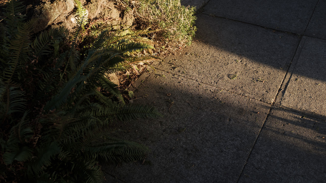 HIGH ANGLE VIEW OF TREES ON SIDEWALK