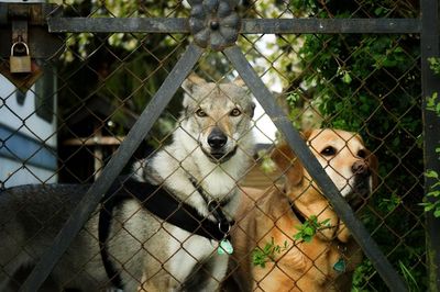 Dogs standing in front of gate
