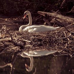 View of swan in lake