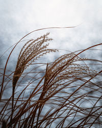 Close-up of stalks in field against sky