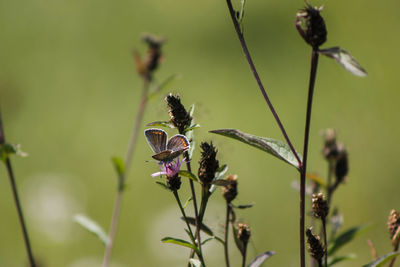 Close-up of purple flowering plant