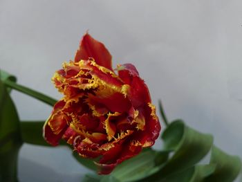 Close-up of red flower against blurred background