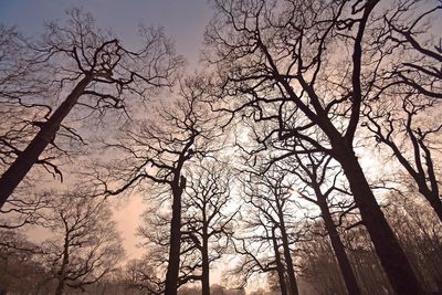 Low angle view of silhouette trees against sky