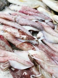 Squid in raw for sale in a market 
