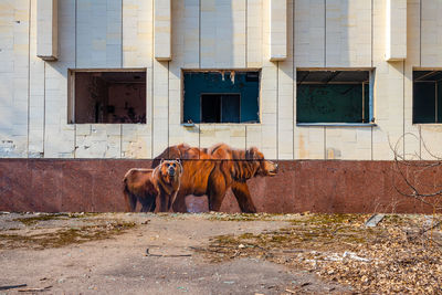 Horse standing in a building
