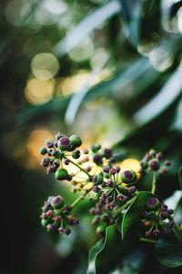 A background of blooming green ivy in the orange sunset light.