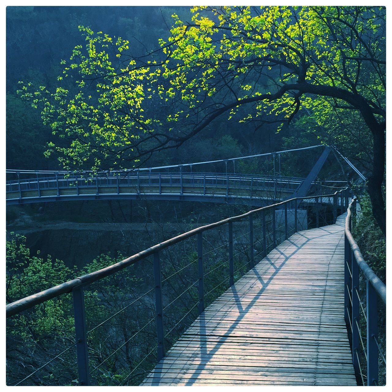 transfer print, tree, auto post production filter, the way forward, railing, diminishing perspective, growth, footbridge, connection, nature, bridge - man made structure, plant, tranquility, vanishing point, green color, footpath, sunlight, day, outdoors, beauty in nature