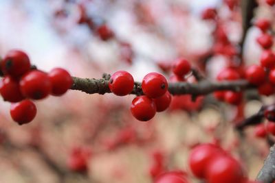 Close-up of berries growing on tree