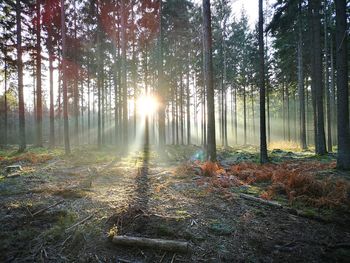 Sunlight streaming through trees in forest