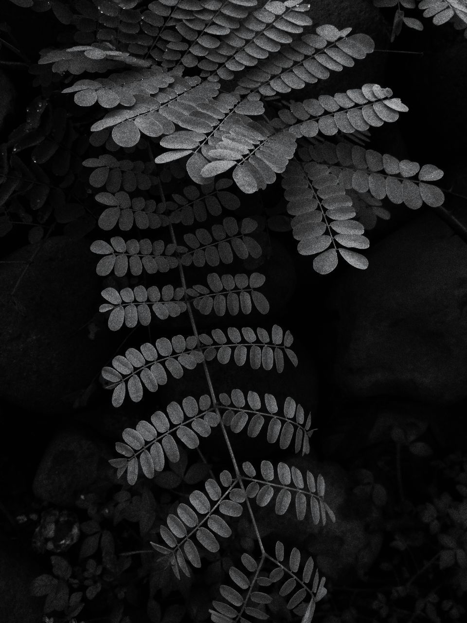 HIGH ANGLE VIEW OF LEAVES ON TREE