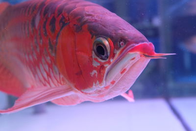 Close-up of fish swimming in sea