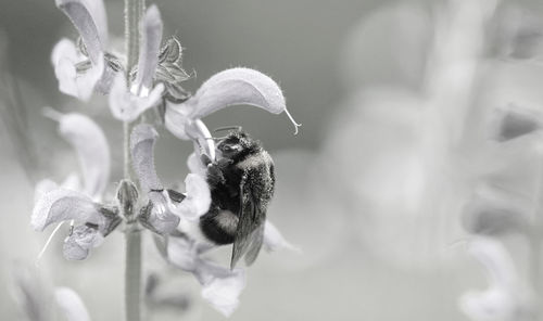 Close-up of bee pollinating flower