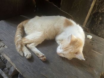 Cat sleeping on bed