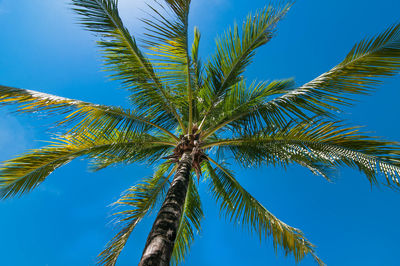 Low angle view of palm tree against clear blue sky