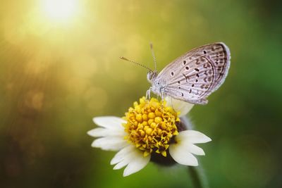 Close-up of butterfly pollinating on flower